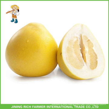 Venta caliente china Pinghe miel fresca Pomelo Jining ricos Farmer Comercio Internacional Co., Ltd